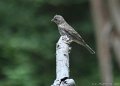 Female House Finch